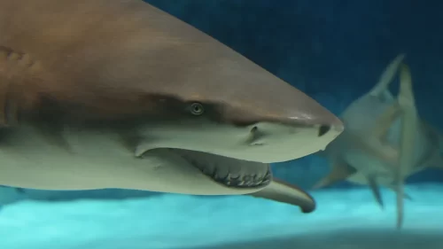 Gli squali consumano la cocaina di contrabbando: il fenomeno in Florida