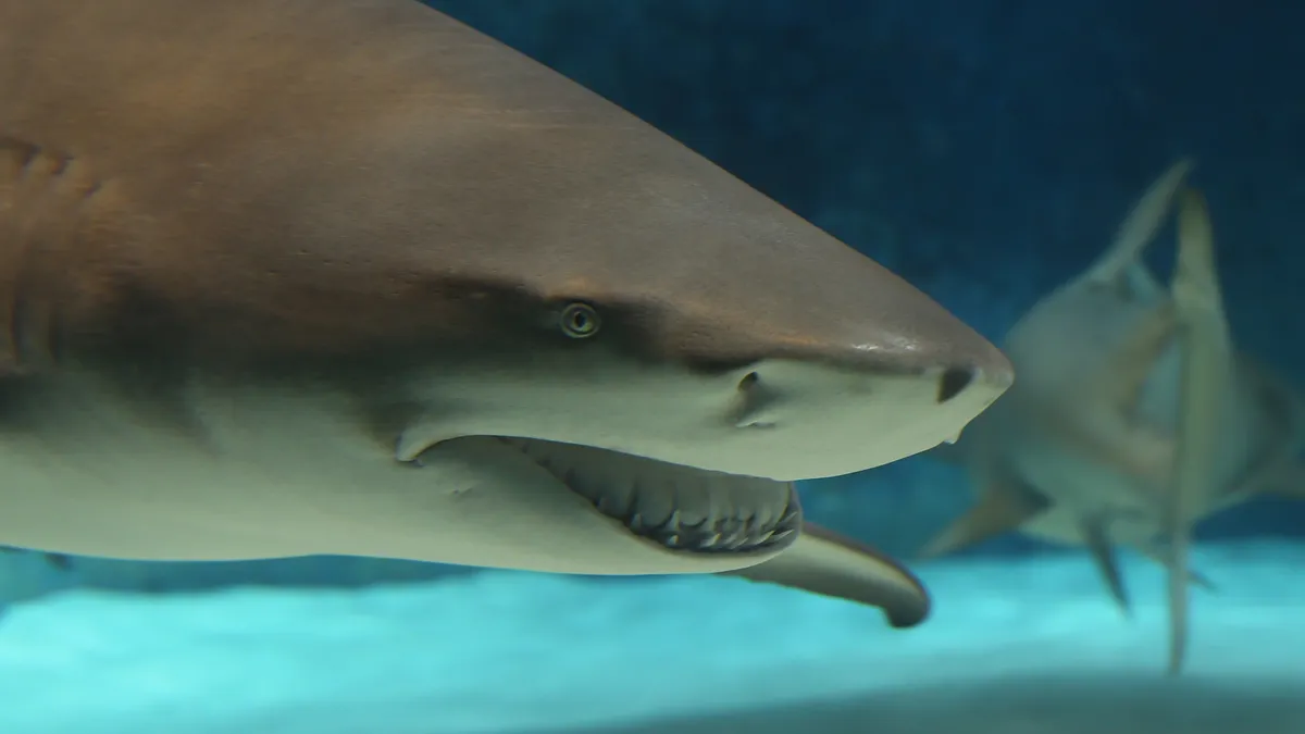 Gli squali consumano la cocaina di contrabbando: il fenomeno in Florida