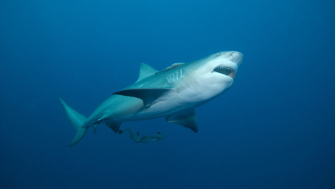 Florida: uno squalo attacca un peschereccio otto volte