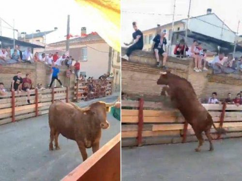 Spagna: pubblico provoca il toro. L’animale attacca e ferisce due spettatori