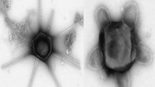 Scoperti in America virus giganti con strutture sconosciute
