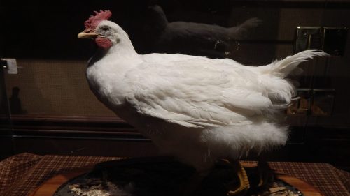 L’incredibile storia di Mike, il pollo che visse per 18 mesi senza testa