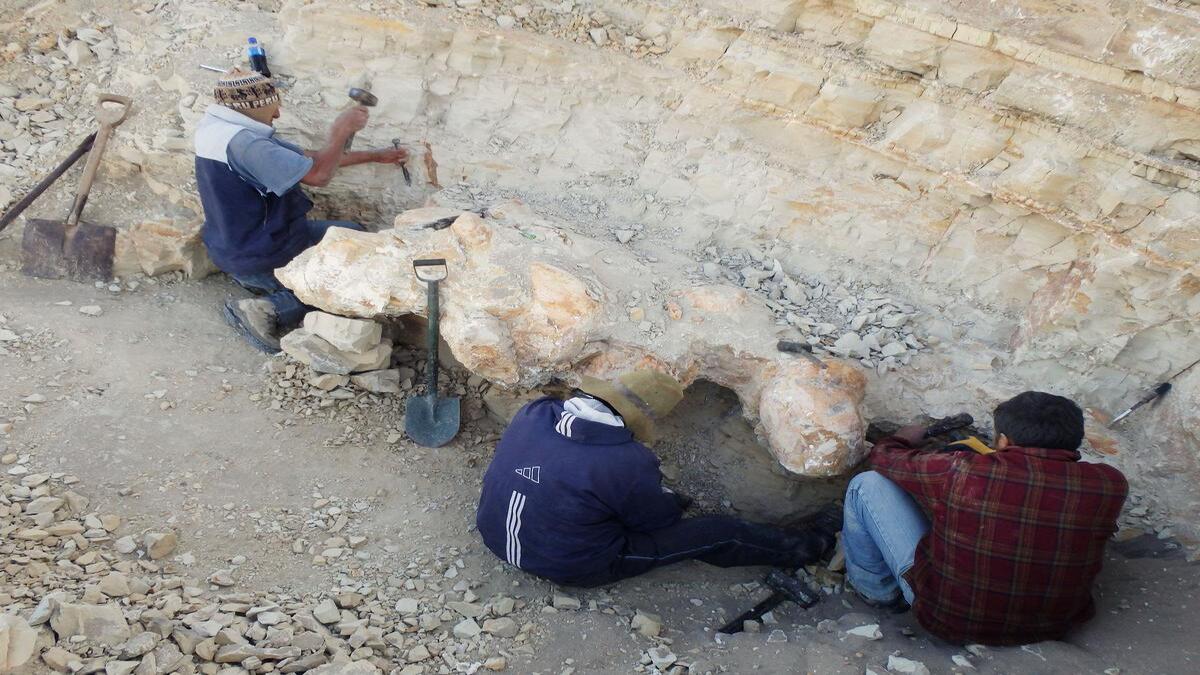 Perù: scoperti fossili di un animale gigantesco: il più pesante mai vissuto
