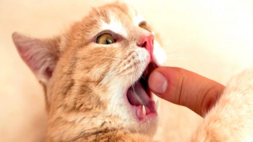 Uomo morso da un gatto randagio contrae un’infezione sconosciuta alla scienza