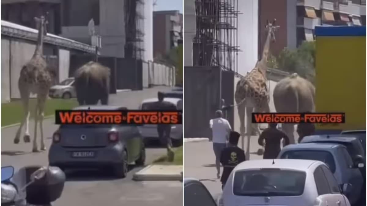 Un elefante e una giraffa scappano da un set a Cinecittà