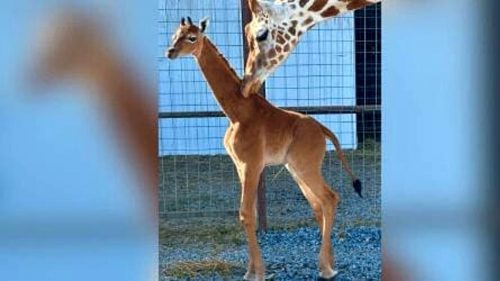 Nata una rarissima giraffa senza macchie in uno zoo del Tennessee