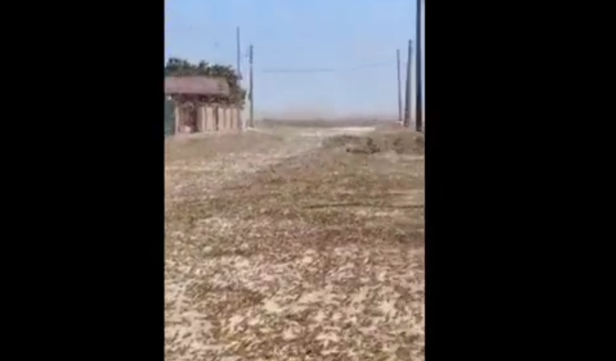 Giganteschi sciami di locuste invadono la regione russa di Astrakhan. Il video