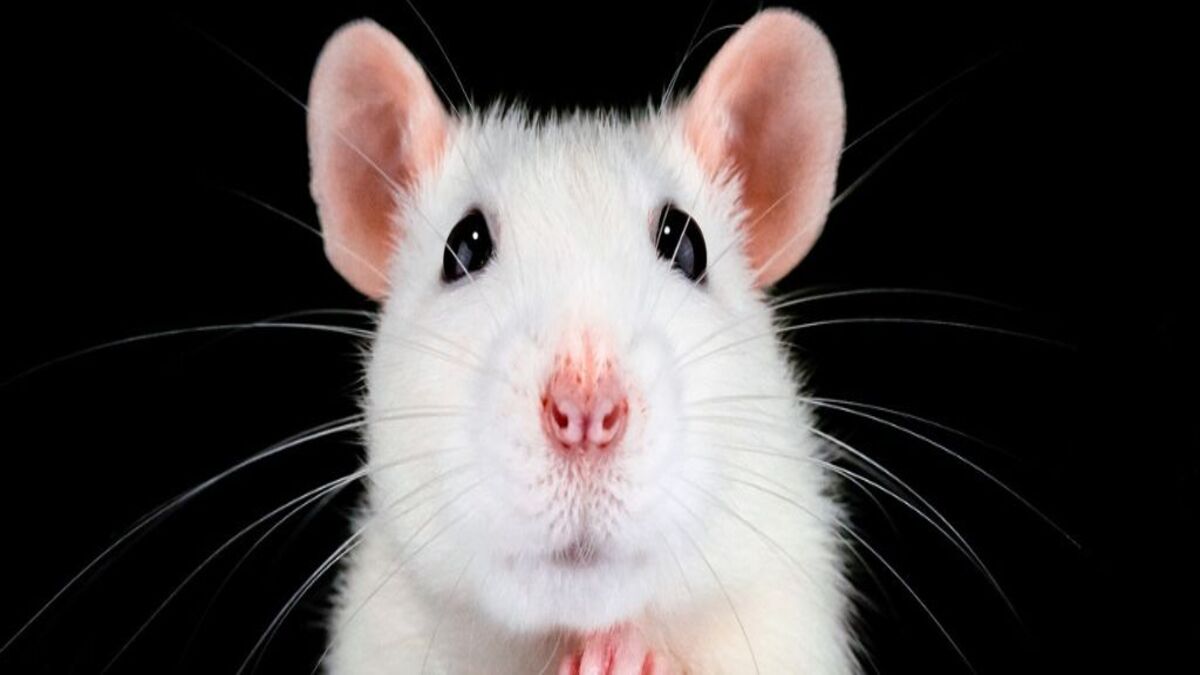Scienziati hanno rallentato l’invecchiamento cellulare nei topi in un nuovo esperimento