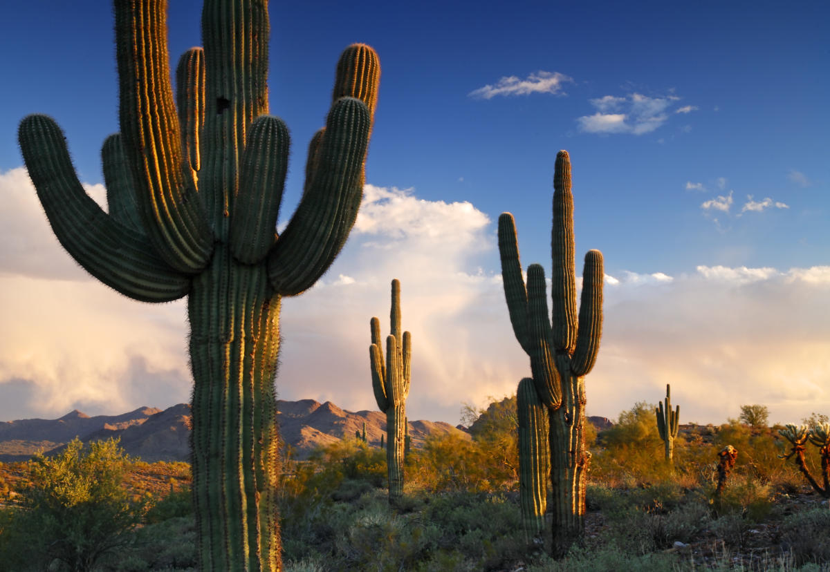 cactus-1.jpg