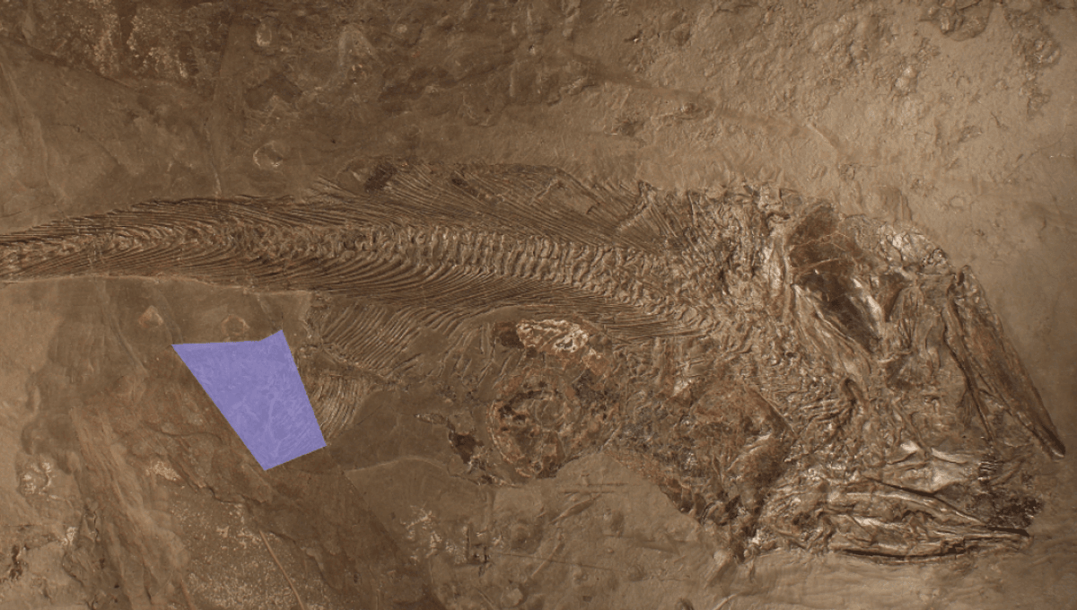 death-by-ammonite-fossil-meta-1.png