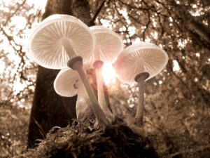 funghi allucinogeni