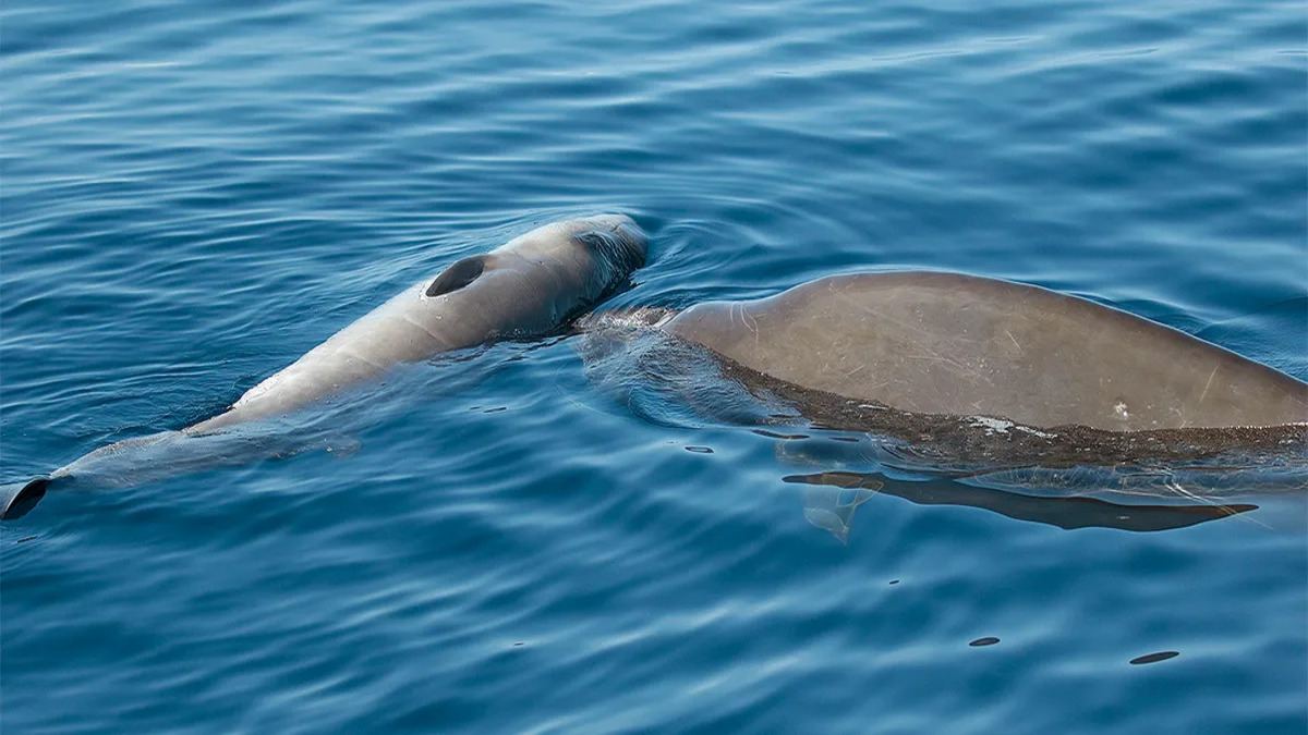 Osservata balena spingere il corpo esanime del piccolo per giorni