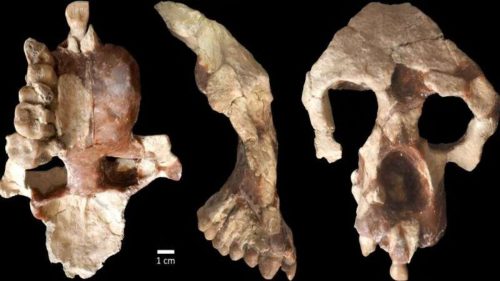 Nuovi fossili di antichi ominidi sfidano la teoria dell’evoluzione umana
