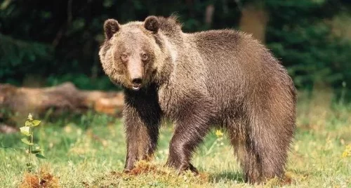 Un escursionista viene inseguito da una famiglia di orsi e li spaventa in modo inaspettato