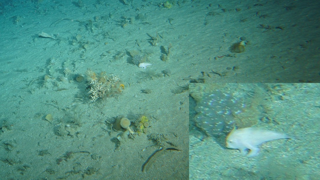 pesce-che-cammina-1.jpg