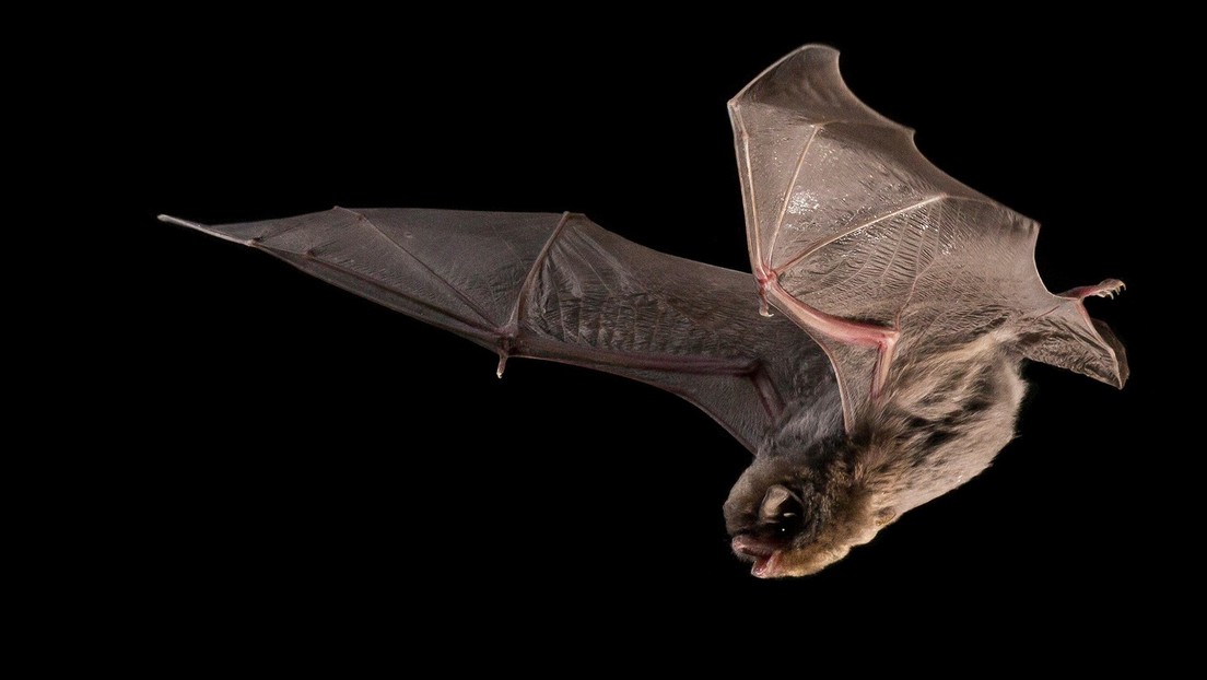 pipistrelli-1.jpg