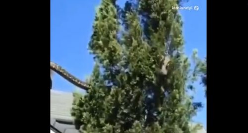 Un pitone gigante scende dal tetto di una casa. Paura in Australia