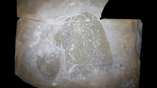 Scoperto fossile di una medusa risalente a 505 milioni di anni fa