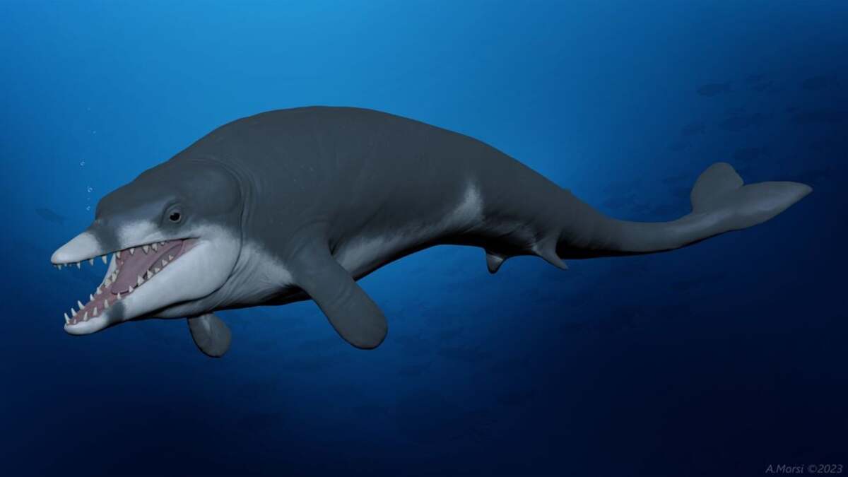 Egitto: trovati i resti di una piccola balena vissuta 41 milioni di anni fa
