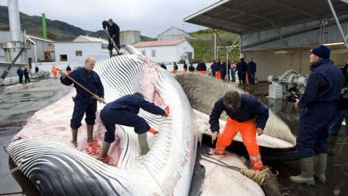 L’Islanda autorizza nuovamente la caccia alle balene