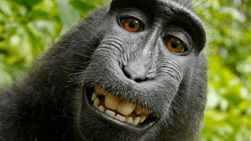 La controversia del selfie della scimmia: diritti d’autore in questione