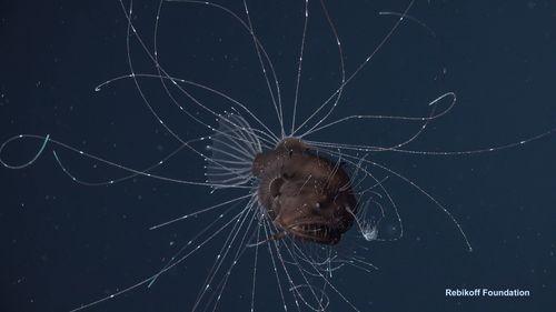 Le immagini straordinarie della vita sessuale di un pesce abissale chiamato anglerfish
