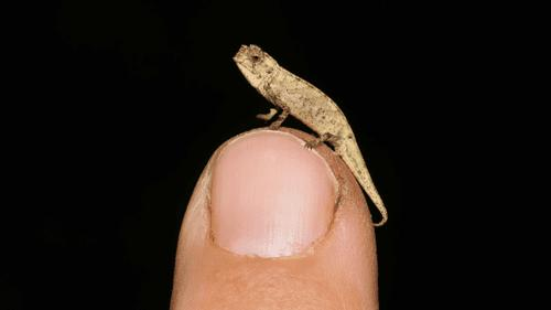 Il camaleonte nano: una scoperta sorprendente