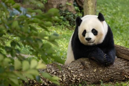 panda gigante che si china su un tronco