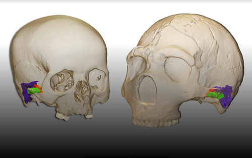 Ricostruzione in 3D dell'orecchio di un essere umano moderno (sinistra) e dell'orecchio di un Neanderthal (destra). L'immagine mostra regioni colorate che sono simili in entrambe le specie.