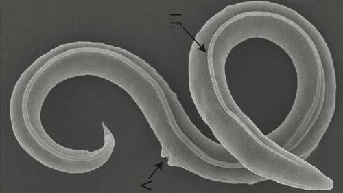 Un verme siberiano risvegliato dopo 46.000 anni di congelamento