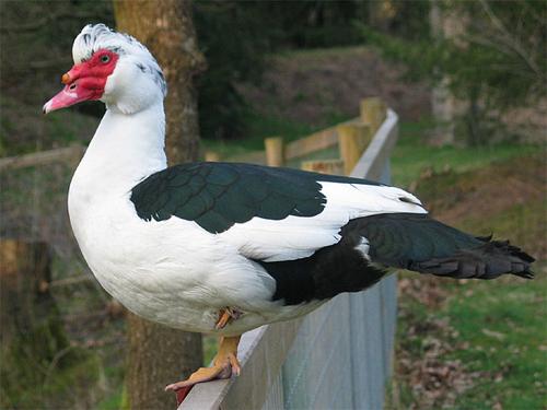 Anatra Muscovy in piedi su una recinzione