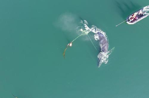 Balena impigliata nella lenza da pesca avvicinata da una piccola barca. Da davanti alla barca esce un lungo palo bianco per tagliare la lenza.