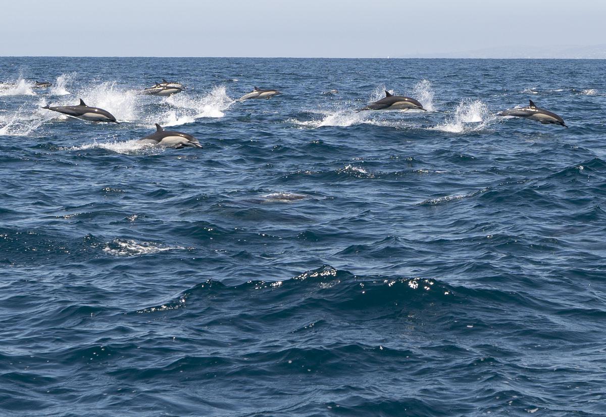American_Whales_Climate_Change_09408-1-1.jpg