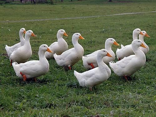 Gruppo di 10 anatre Pekin bianche sull'erba