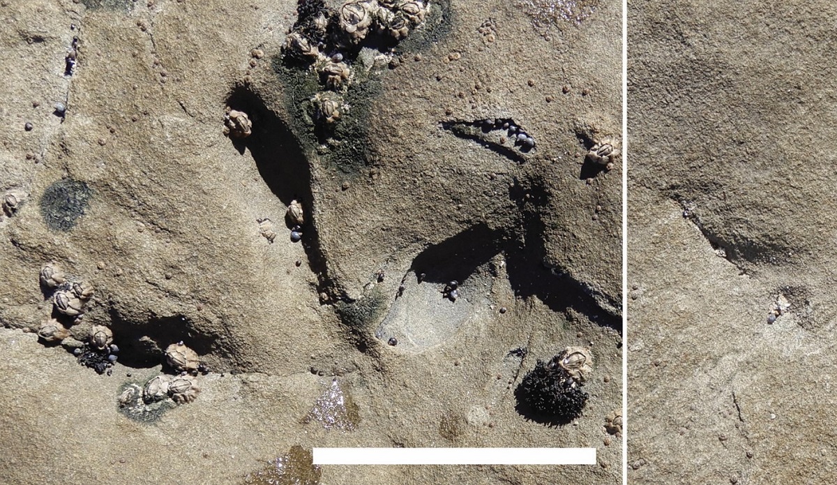 Scoperte impronte fossili di uccelli risalenti a 120 milioni di anni fa, le più antiche mai registrate