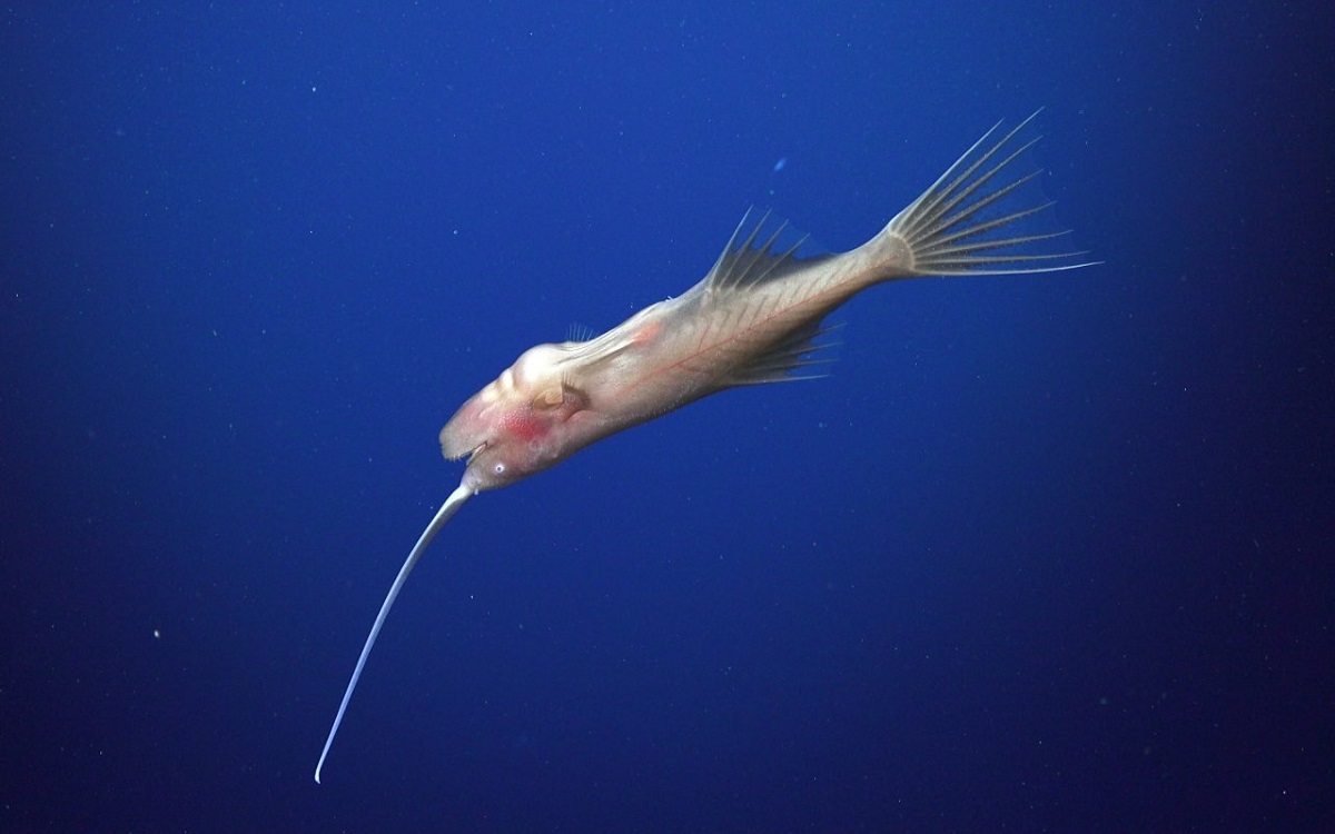 Scienziati scoprono una specie di pesce che trascorre tutta la vita nuotando a testa in giù