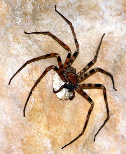 Ragno cacciatore gigante molto grande con zampe nere e rosse su una parete di una grotta pallida. Ragno cacciatore gigante molto grande con zampe nere e rosse su una parete di una grotta pallida.