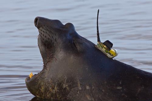 Foca elefante che sbadiglia con un dispositivo sulla parte posteriore della testa. L'ambiente circostante è la superficie dell'acqua.