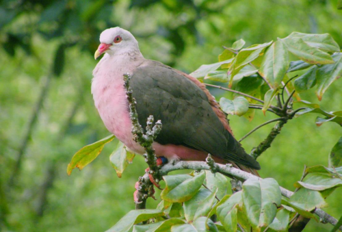 colombe rosa, una specie di uccello rara e vulnerabile a Mauritius.