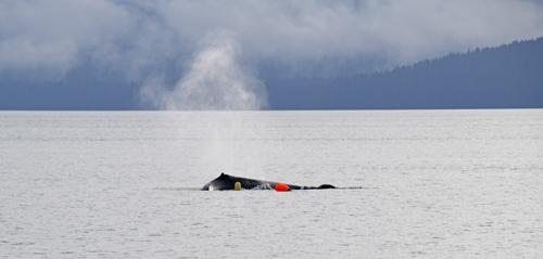 Balena con boe solo sulla parte superiore della schiena e sono visibili le boe gialle e arancioni brillanti