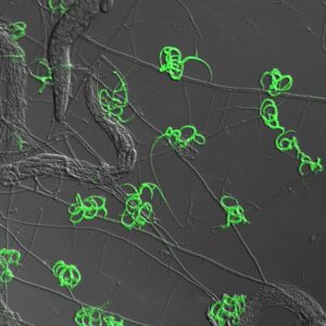 Fungo predatore Arthrobotrys oligospora