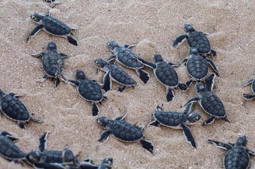 Un gruppo di tartarughe marine neonate appena uscite dal loro nido si sta dirigendo verso l'acqua. La foto mostra 11 tartarughe raggruppate insieme mentre compiono il viaggio, con alcune sparse lungo il bordo dell'immagine.