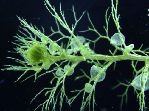 immagine al microscopio delle radici verdi di una pianta