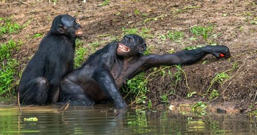 Bonobo che si accoppiano in acqua. Il Bonobo (Pan paniscus). Repubblica Democratica del Congo. Africa