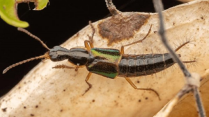 Loncovilius edwardsianus che striscia tra le foglie nel Bosco Temperato Valdiviano di Chiloé, Los Lagos, Cile