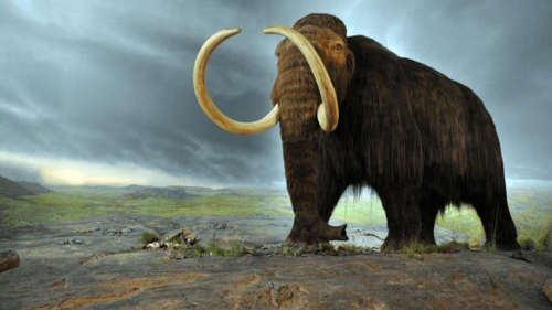un mammut lanoso