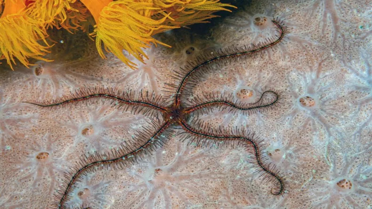 Scoperta stella marina priva di cervello ma capace di imparare