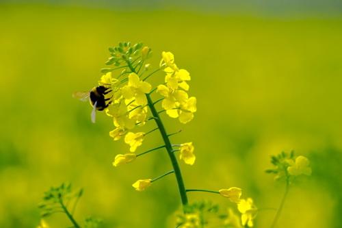 Il calabrone si posa su un fiore di colza giallo brillante. Fiore e insetto isolati con poca profondità di campo.