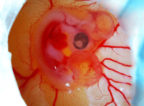 Embriione di pollo di sei giorni visto sotto un microscopio stereo.