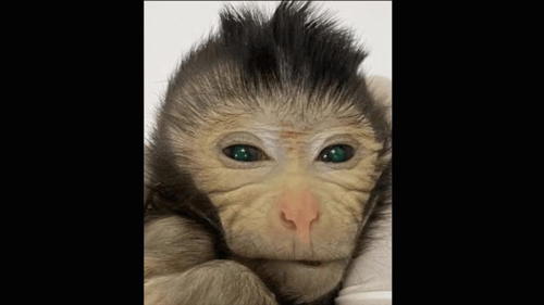 Scimmia chimera: una pietra miliare nella ricerca scientifica